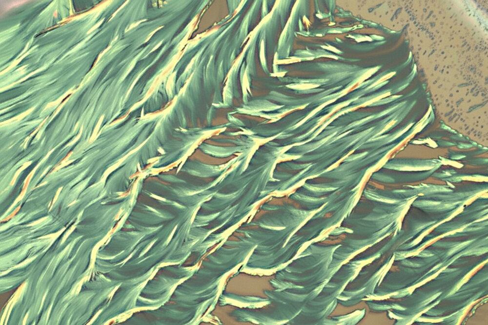 2025 scs science image winner