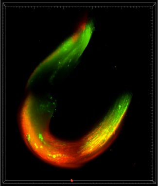 Untitled - The image represented a 3D muscle ring made by C2C12 skeletal muscle. The cells were stained with fluorescent dye to label mature myotubes which showing in green color. This image is acquired with the lightsheet microscope in IGB. Kai-Yu Huang, Kong lab, Dept of Chemical & Biomolecular Engineering.