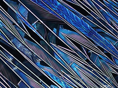 Feathers of the Ocean