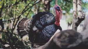 Picture of a wild turkey