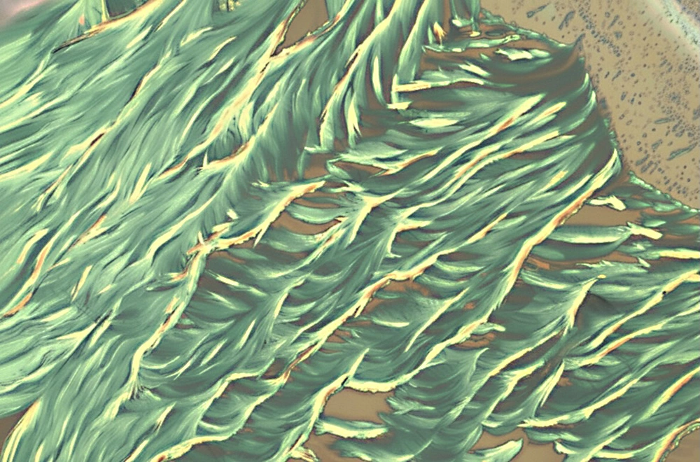 2025 scs science image winner