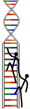 a person pulling up another stick figured person up a DNA strand.