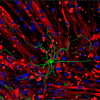 Driving a muscle - Shown is an immunofluorescence image of innervation between a motor neuron (green) and skeletal muscles (red). During neural innervation of skeletal muscle, a neuromuscular junction forms at the interface becoming a chemical synapse for neuromuscular communication. Our work aims to discover the crosstalk between nerves and muscles. By: Kai-Yu Huang, Kong Lab, Chemical and Biomolecular Engineering