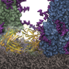The golden soldier: an influenza antibody - Getting the flu can be inevitable. However, after the infection, the human body has an army of soldiers called antibodies to protect you from the next virus loaded sneeze. Image captures the influenza virus’ surface (brown) glycoprotein, hemagglutinin (green, blue), attacked by an antibody (in gold) and surrendering, which prevents the virus from infecting human cells. By: Defne G. Ozgulbas, Tajkhorshid Lab, Dept of Biochemistry, Dept of Chemistry, Beckman Inst